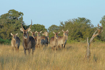  Wasserbock / Waterbuck / Kobus ellipsiprymnus