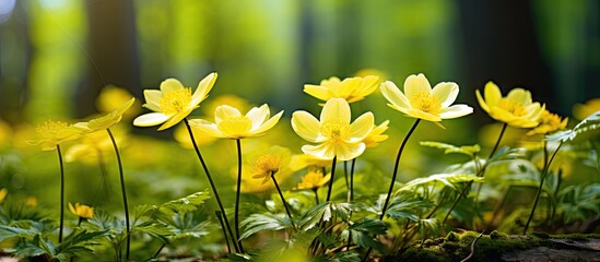 Canvas Print - Sunlit yellow blossoms amidst forest trees