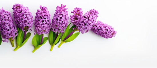 Wall Mural - Purple blooms on white surface, green foliage