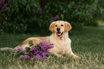 Wall Mural - Golden Retriever dog in the park with lilac flowers. walk in flowering gardens