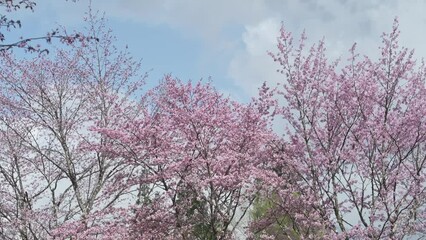 Wall Mural - 春風に揺れる満開の桜