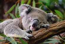 Australia: Koala, The Iconic Marsupial, Sleeping On A Twig In The Forest