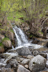 Wall Mural - waterfall in the forest