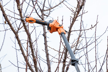 Poster - Long reach pole electric battery powered pruning secateurs, shears. Professional gardener prunes and cuts branches of a tree in the garden in spring.