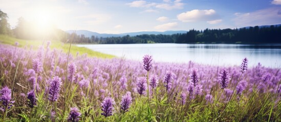 Canvas Print - Summer meadow showcasing a picturesque display of purple flowers against a scenic landscape with ample copy space image