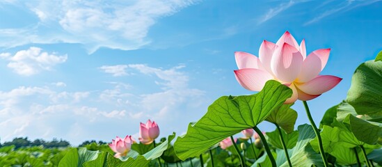 Poster - A vibrant pink lotus flower with lush green leaves set against a background of blue sky and clouds creating a tranquil and serene scene in a field with copy space image