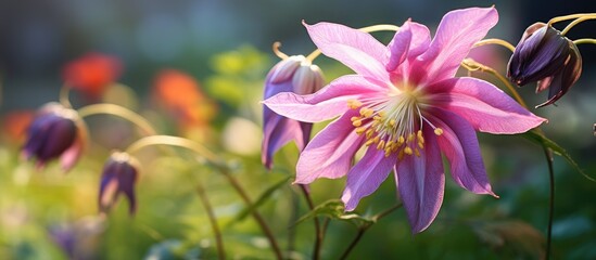 Sticker - A stunning Nora Barlow Aquilegia flower in the garden with a charming appearance perfect for a copy space image