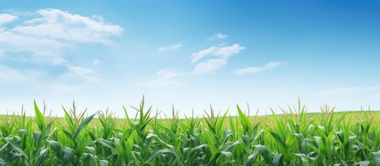 Wall Mural - Cornfield with young plants growing Industrial scale sweet corn cultivation Featuring a vast expanse of corn plants and a clear sky in the background perfect for a copy space image