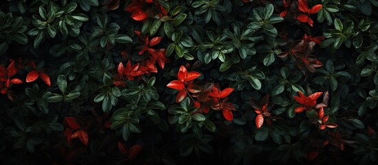 Poster - Top view of a picturesque bush with green and red leaves against a dark backdrop ideal for a copy space image