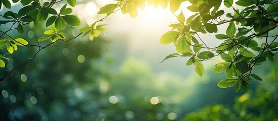 Sticker - A tropical forest tree in the background with blurred green leaves surrounding a natural spring under soft colors from the setting sun offering a serene image with copy space