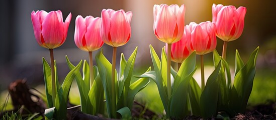 Canvas Print - Four pink red tulips with green leaves bloom in a garden bed on a sunny spring day creating a beautiful copy space image