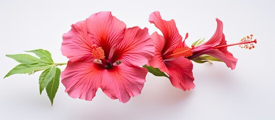 Wall Mural - Hibiscus flower with copy space image on a white backdrop