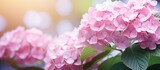 Close up of pink flowers blooming on a hydrangea plant with a copy space image