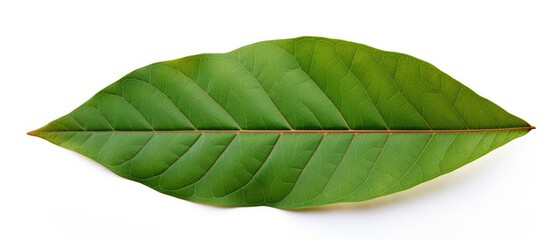 Sticker - isolated on a white background a broad leaf mahogany swietenia macrophylla king also known as false 