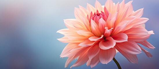 Sticker - Close up photo of a flower with a blurred background showcasing detailed petals and a spacious copy space image