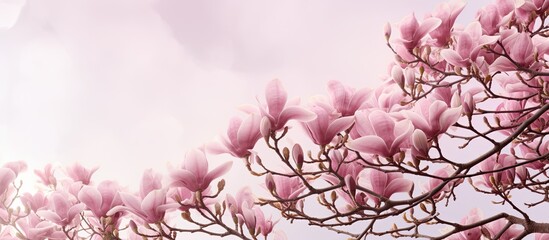 Poster - Springtime blooms of pink magnolia flowers on a tree with copy space image