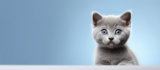 Wall Mural - Portrait photo of a cute tiny grey kitten with blue eyes against a plain background providing copy space image