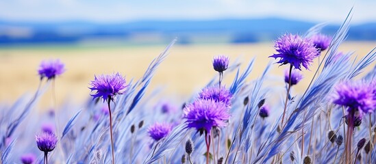 Sticker - Blue knapweed flowers in a field of rye with copy space image