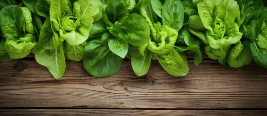 Sticker - Fresh lettuce and basil leaves on a rustic wooden backdrop ideal as a culinary garnish with a vibrant touch of greenery in a copy space image