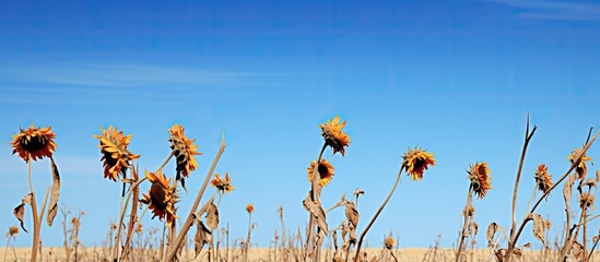 Poster - An expanse of withered sunflowers set against a backdrop of blue sky with ample copy space image