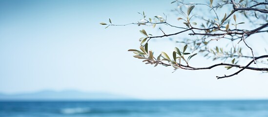 Sticker - blurry sea background with soft focused branch and gentle light on top ideal for a copy space image