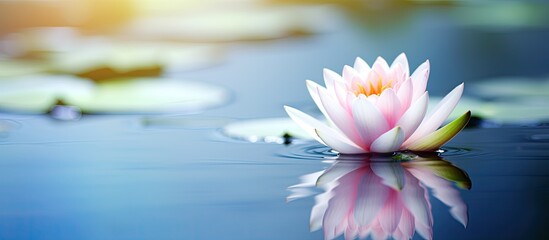 Wall Mural - Lotus or waterlily gracefully floating on the serene lake with a tranquil backdrop and ample copy space image available