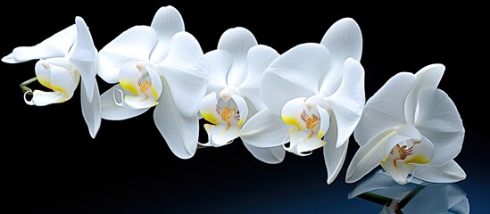 Wall Mural - Orchid flower with white petals showcasing elegance and purity perfect for a copy space image