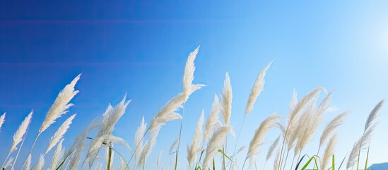 Poster - In the background there is a copy space image of Saccharum spontaneum or Kans grass of Lae against a clear blue sky