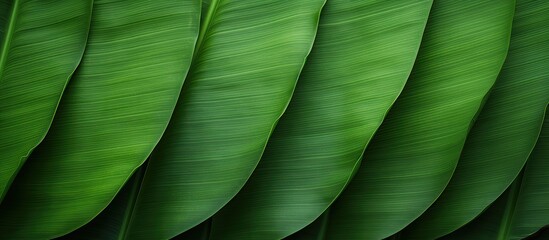 Canvas Print - Texture background of banana leaf with a fresh green aesthetic featuring copy space image