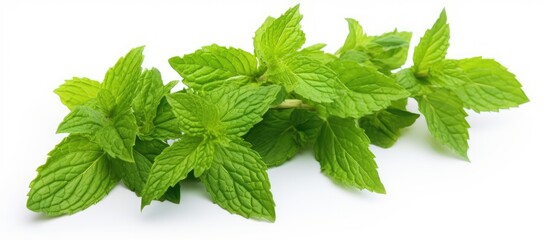 Wall Mural - Green mint leaves with a white background for copy space image