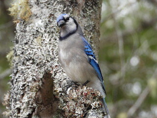 Canvas Print - Close-up of a Blue Jay perched on a tree branch