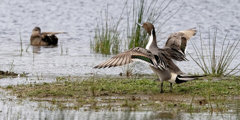 Canvas Print - Canard pilet  - Anas acuta 