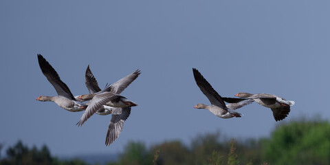 Canvas Print - Oie cendrée - Anser anser - Anatidae - Anserinae.
