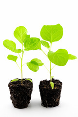 Wall Mural - eggplant seedlings, photo without pots with root system