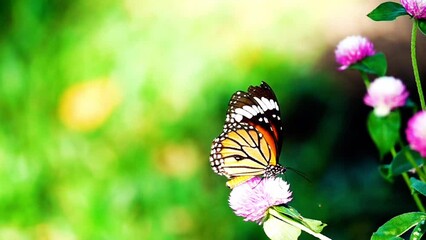 Wall Mural - 4K Butterfly flying concept. slow motion butterfly fly catching purple flower on daytime. This butterfly is beautiful orange black color wings. It fresh and beautiful green nature in summer.