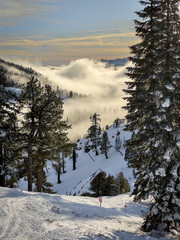 Wall Mural - Clouds moving low through trees on top of a snow-covered mountain in Lake Tahoe, California