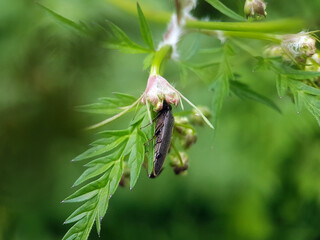 Poster - click beetle on leaf