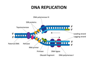 DNA replication process. Scientific diagram.