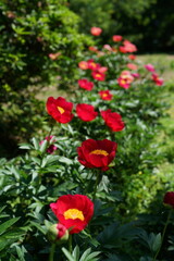 Wall Mural - Red Flowers of Peony in Full Bloom