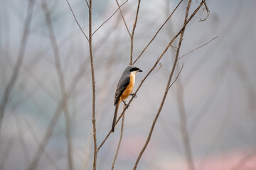 closeup of a grey-backed shrike (lanius tephronotus) perched on a tree branch