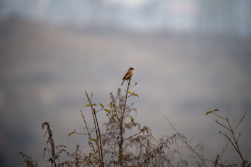 closeup of a grey-backed shrike (lanius tephronotus) perched on a tree branch
