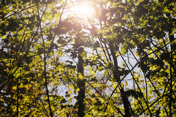 Poster - Forest sunlight backgruound. Outdoor wallpaper. Vibrant color green nature. Tree crown landscape. Sunset in woods. Scenic view in Poland. Beautiful park sunrise. National Park protects environment.