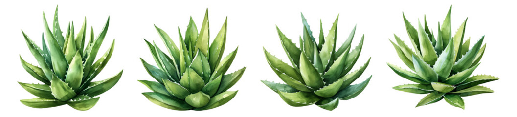 aloe vera, watercolor, plant, png set