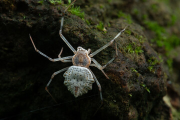 Wall Mural - Ornamental tree trunk spider Herennia multipuncta on a mossy forest rock, with dark mood 
