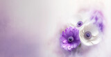 Fototapeta  -  Tło kwiaty, fioletowy i biały kolor. Puste miejsce na tekst, zaproszenie