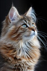 Poster - A close-up image of a cat with a black background. Ideal for animal lovers and pet-related designs