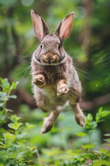 Poster - A rabbit jumping in the forest. Suitable for nature-themed designs