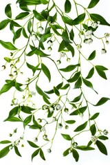 Poster - Fresh green leaves and delicate white flowers