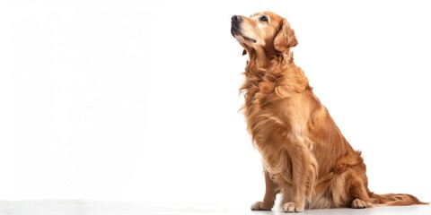 Wall Mural - A golden retriever sitting and looking up. Suitable for pet lovers