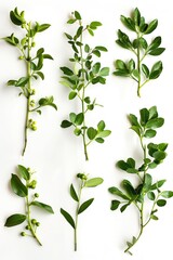 Aufkleber - Lush green plants displayed on a clean white background, perfect for botanical and nature concepts